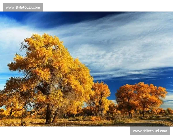 跑男团西藏开跑:天路团建,带万愿赴雪山之约